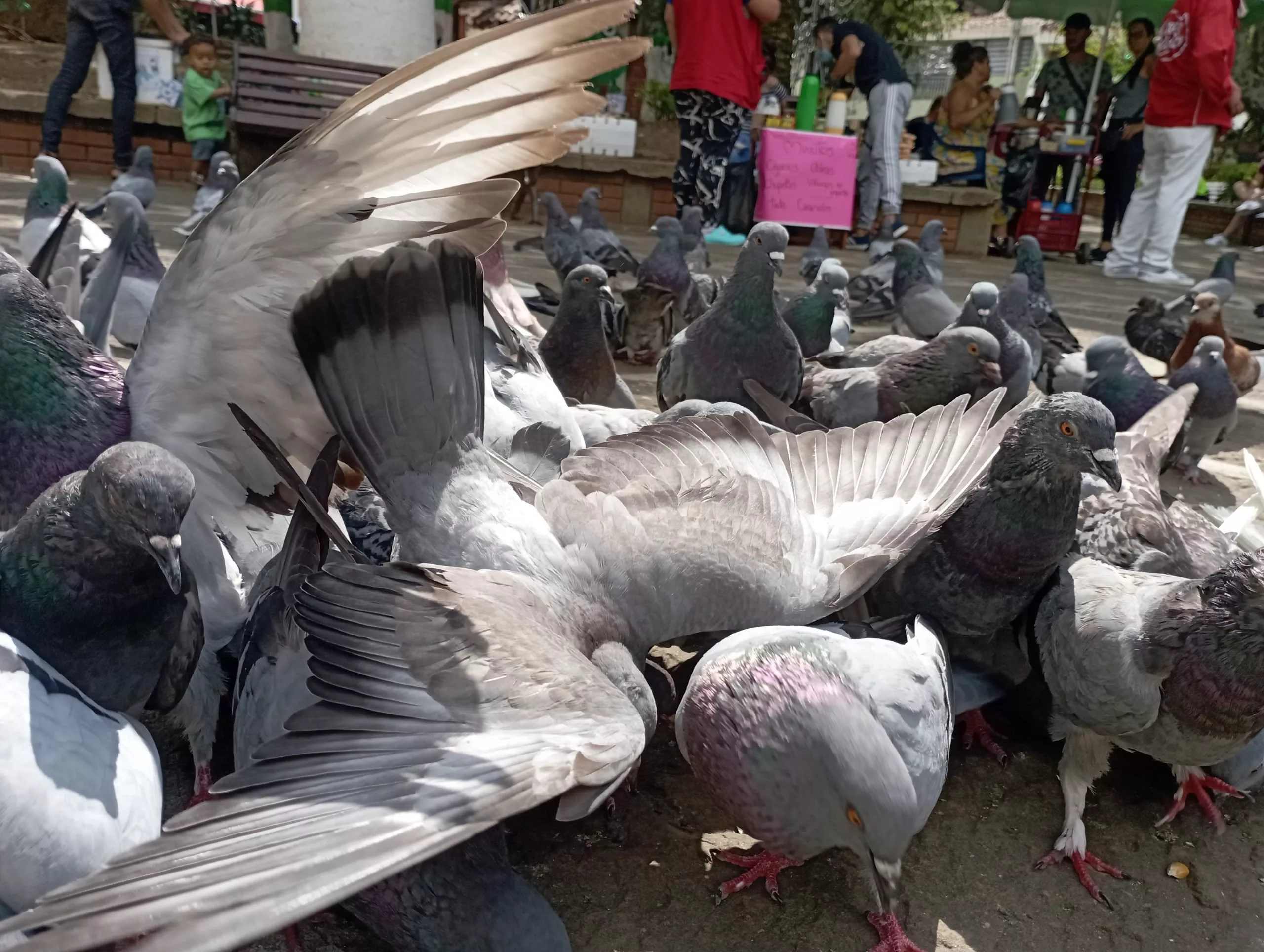 aspectos a tener en cuenta en la creación de un blog, palomas compitiendo por la comida