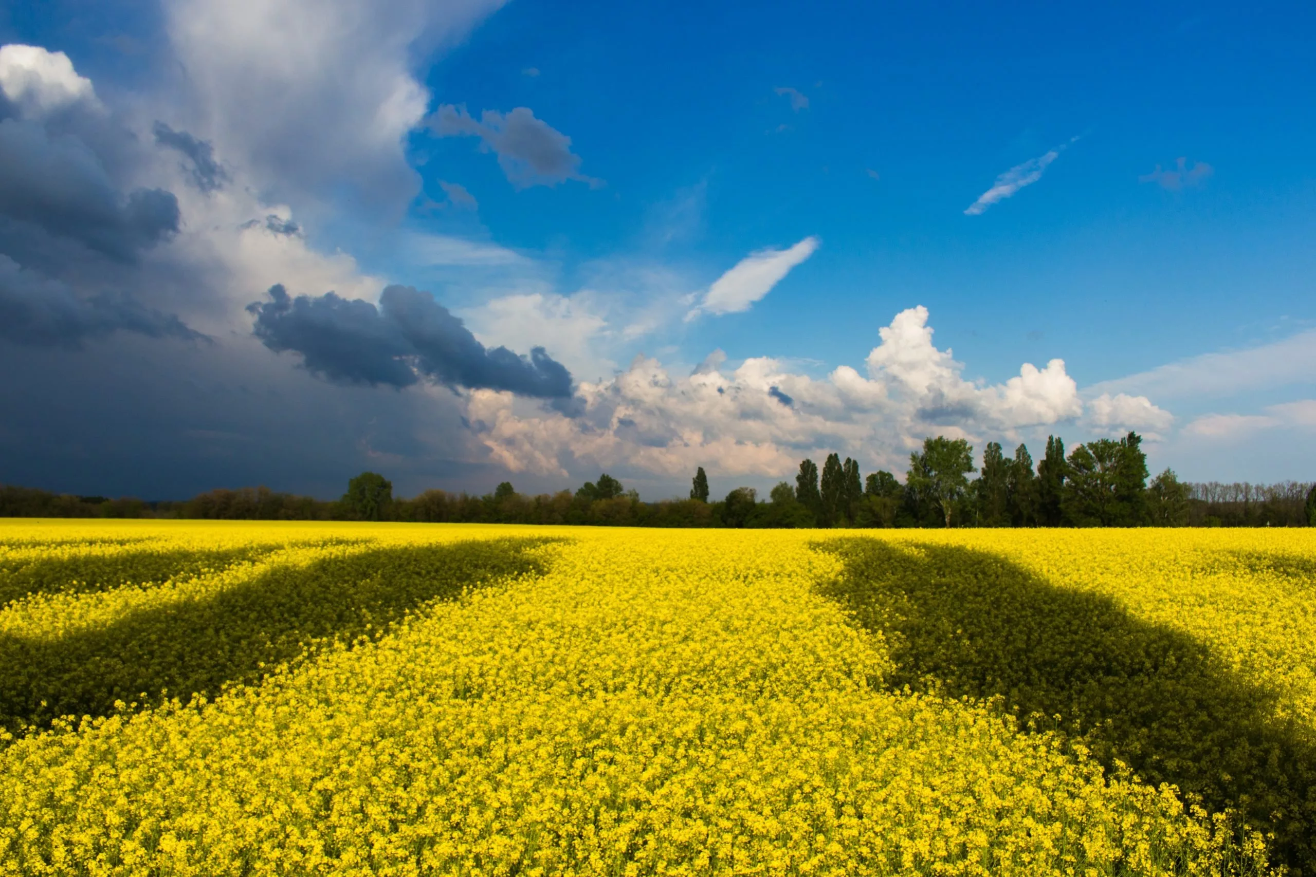 que está pasando en Ucrania, Ukraine